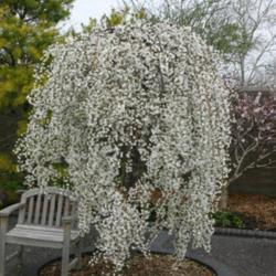 Location: At the Missouri Botanical Garden in Saint Louis
Date: 03-27-2004
Weeping Japanese Cherry (Prunus Snow Fountains®) 001