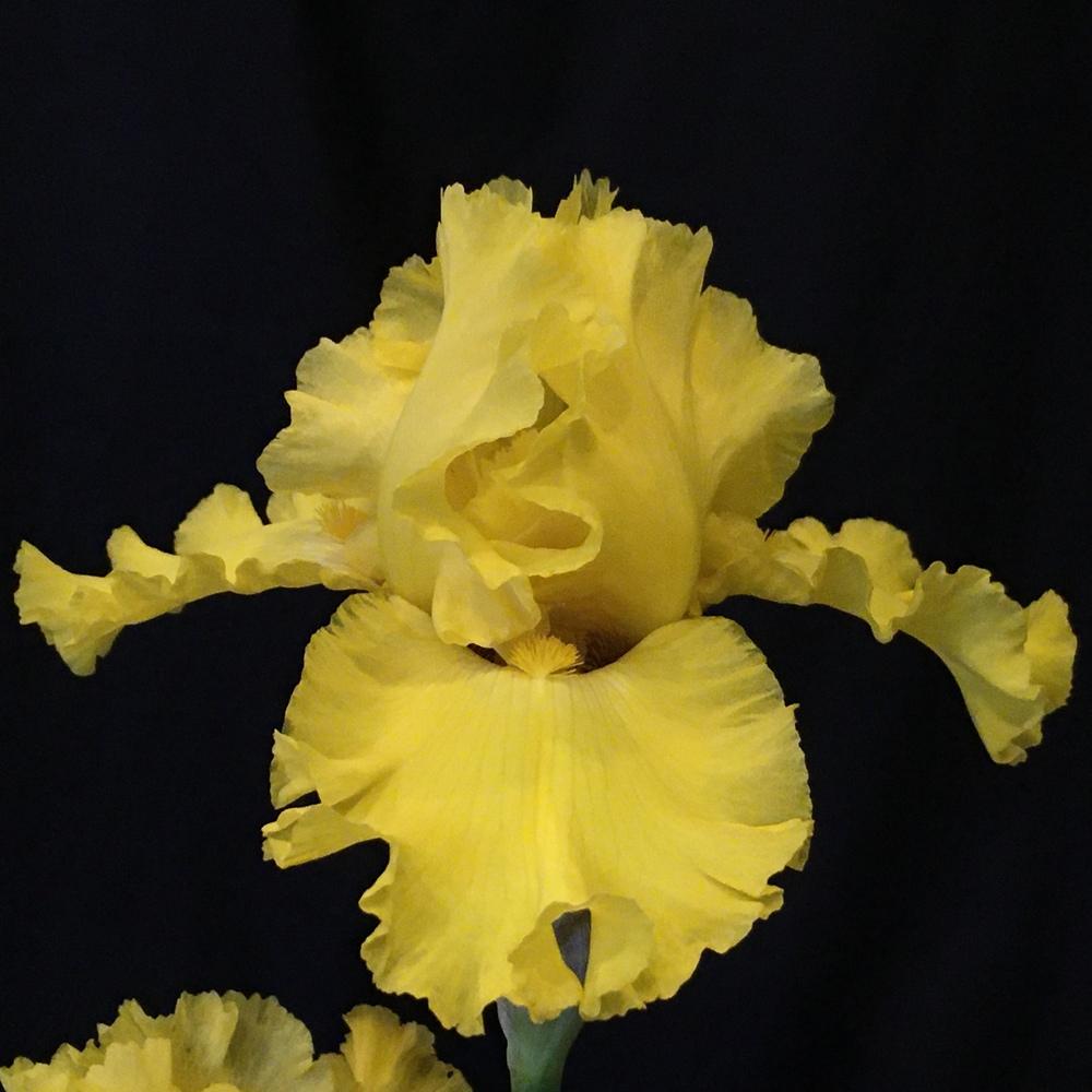 Photo of Tall Bearded Iris (Iris 'Pure as Gold') uploaded by lilpod13