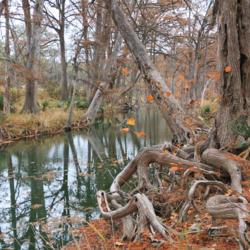 Location: Texas Hill Country
Date: 2019-11-25