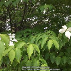 Location: Southern Maine
Date: 2018-06-21
Attractive wavy leaves, graceful blooms.