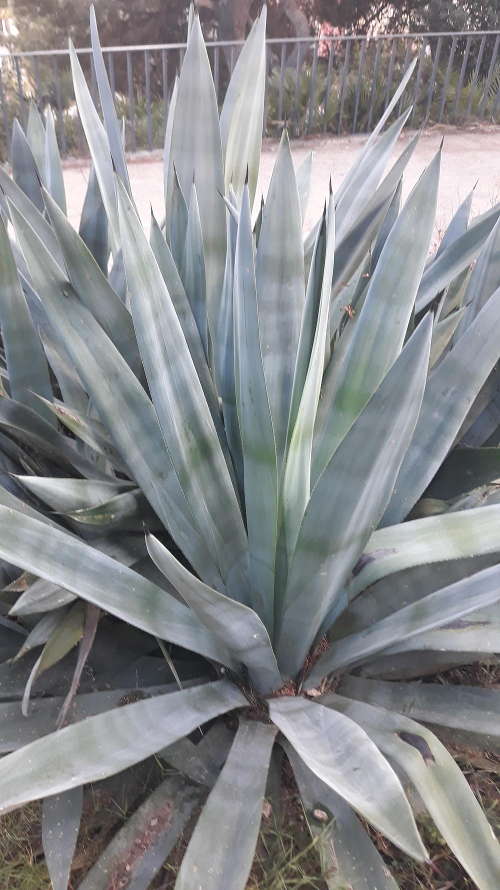 Photo of Smooth Agave (Agave de-meesteriana) uploaded by skopjecollection