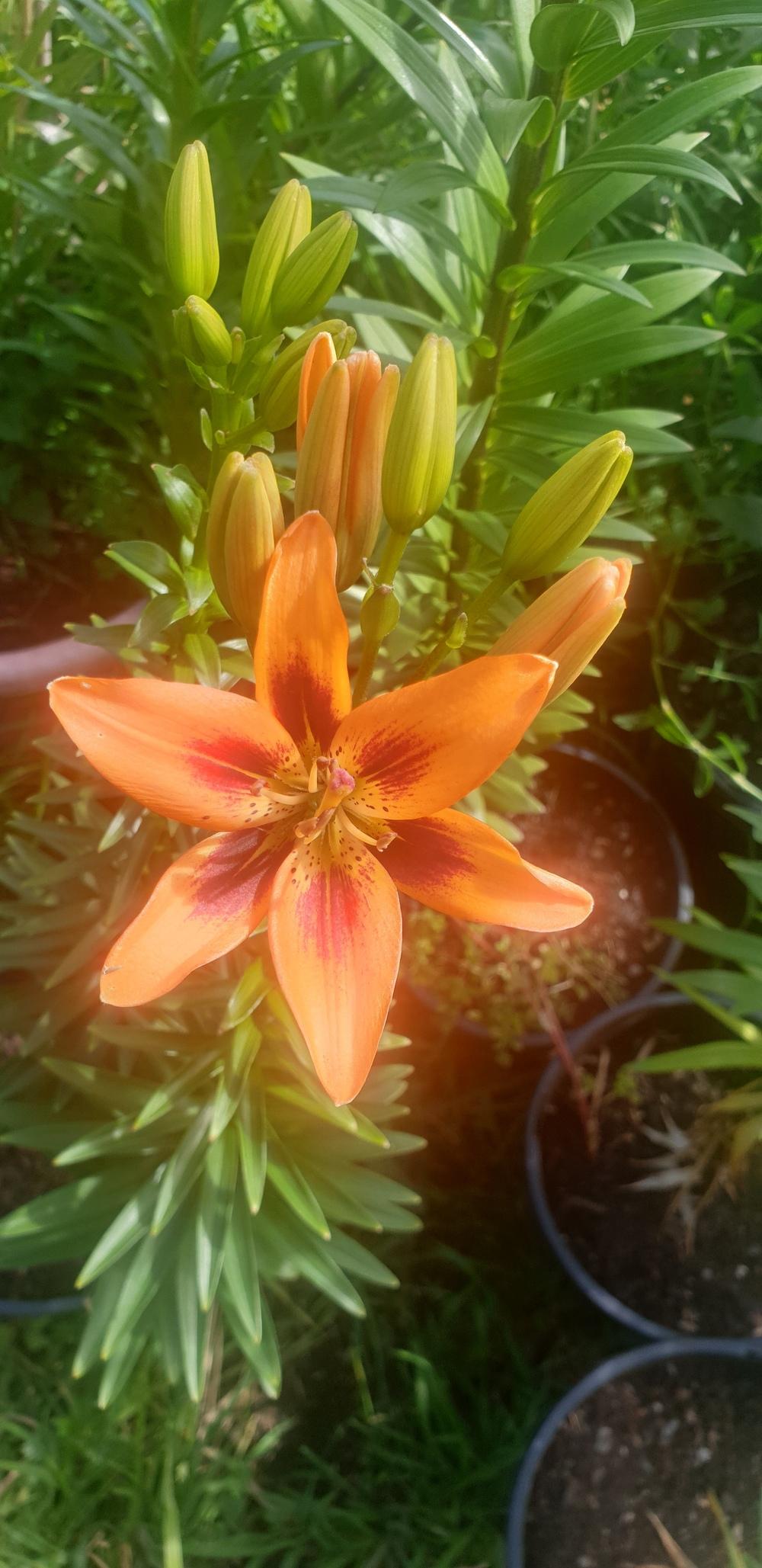 Photo of Lily (Lilium 'Twosome') uploaded by gwhizz