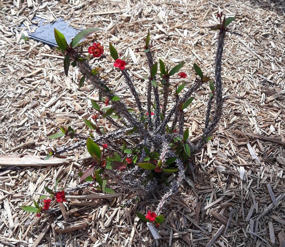 Photo of Euphorbias (Euphorbia) uploaded by skopjecollection
