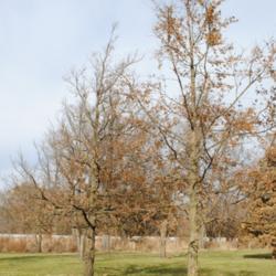 Location: Morton Arboretum in Lisle, Illinois
Date: 2019-11-24
two trees in late fall