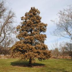 Location: Morton Arboretum in Lisle, Illinois
Date: 2019-11-24
brown leaves still on tree