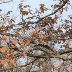 Location: Morton Arboretum in Lisle, Illinois
Date: 2019-11-24
corky winged twigs and leaves with orangish fall color