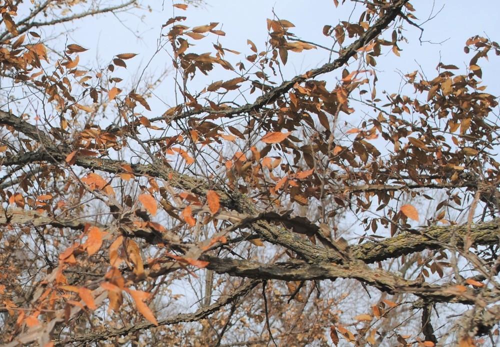 Photo of Winged Elm (Ulmus alata) uploaded by ILPARW