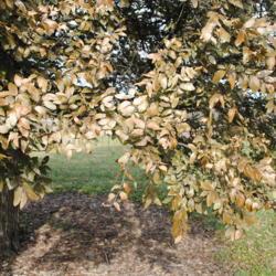 Location: Morton Arboretum in Lisle, Illinois
Date: 2019-11-24
brown leaves still on tree after freeze