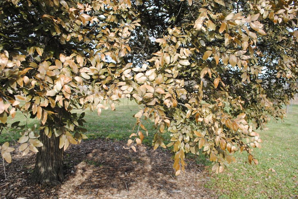 Photo of Texas Cedar Elm (Ulmus crassifolia) uploaded by ILPARW