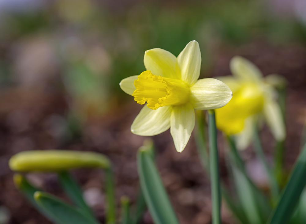 Photo of Trumpet Daffodil (Narcissus 'Topolino') uploaded by dirtdorphins