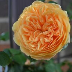 Location: In Billie's garden in Oklahoma City
Rose (Rosa 'Crown Princess Margareta') 002