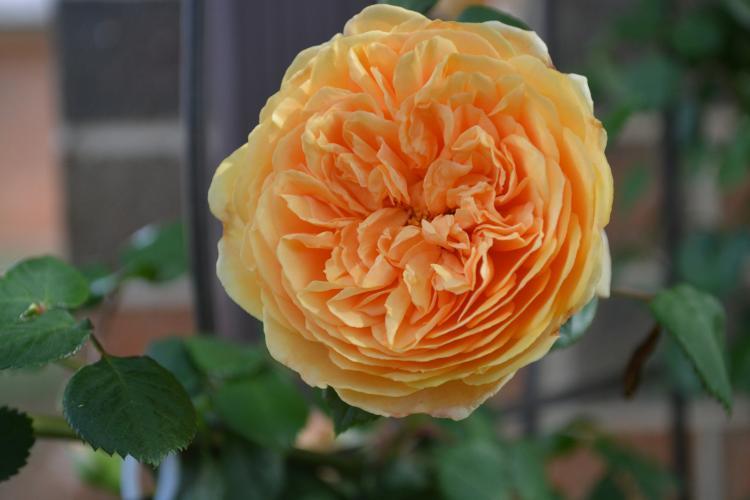 Photo of English Shrub Rose (Rosa 'Crown Princess Margareta') uploaded by jathton