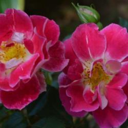 Location: In Billie's garden in Oklahoma City
Date: 05-18-2018
Rose (Rosa 'Slater's Crimson China') 001