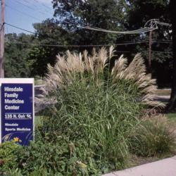 Location: Hinsdale, Illinois
Date: summer 1998
three plants getting big