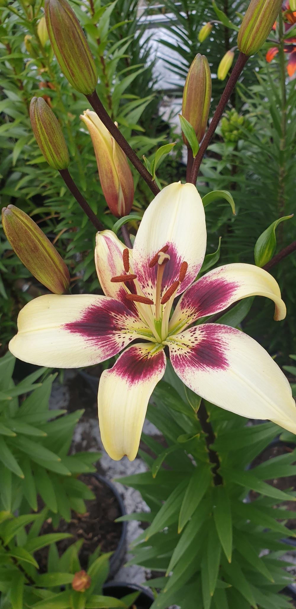 Photo of Lily (Lilium 'Patricia's Pride') uploaded by gwhizz