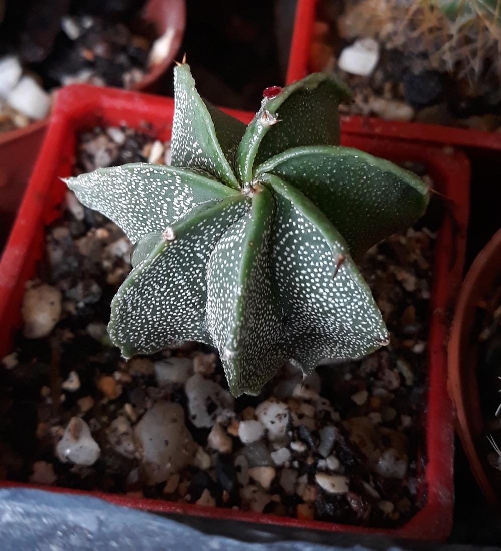 Photo of Star Plant (Astrophytum ornatum) uploaded by skopjecollection