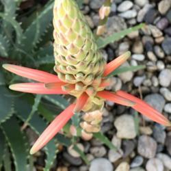 Location: San Clemente
Date: 2019-12-09
I think this is a Aloe arborescens?