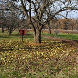 Location: Morton Arboretum in Lisle, Illinois
Date: 2019-11-24
lots of fallen fruit