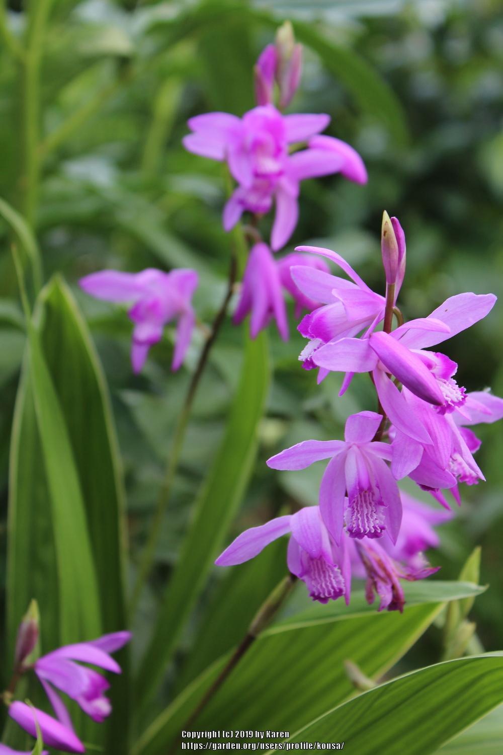 Photo of Chinese Ground Orchid (Bletilla striata) uploaded by kousa