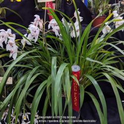 Location: OSCOV Show, Melbourne, Victoria, Australia
Date: 2019-08-24
A specimen size plant. Part of the Berwick Orchid Club display.