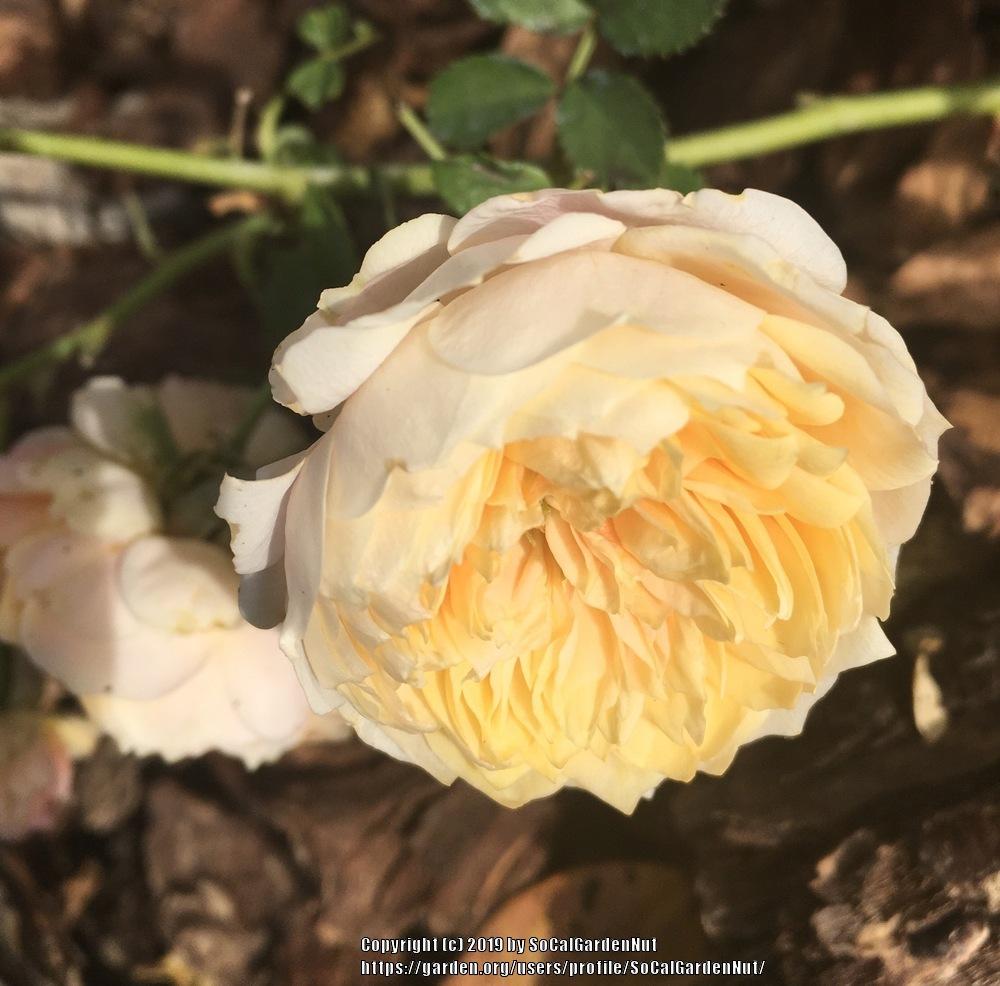 Photo of Rose (Rosa 'Jeri Jennings') uploaded by SoCalGardenNut