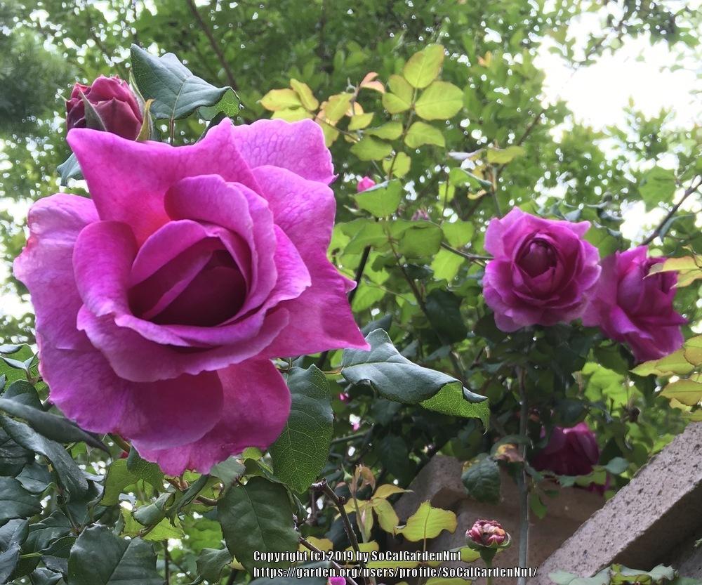 Photo of Rose (Rosa 'Young Lycidas') uploaded by SoCalGardenNut