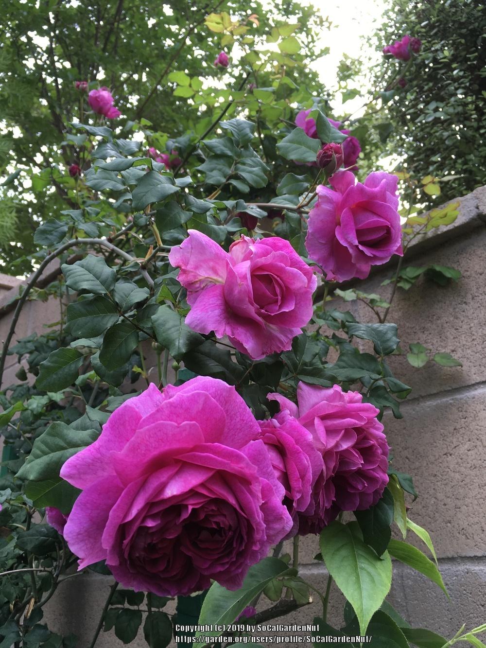 Photo of Rose (Rosa 'Young Lycidas') uploaded by SoCalGardenNut
