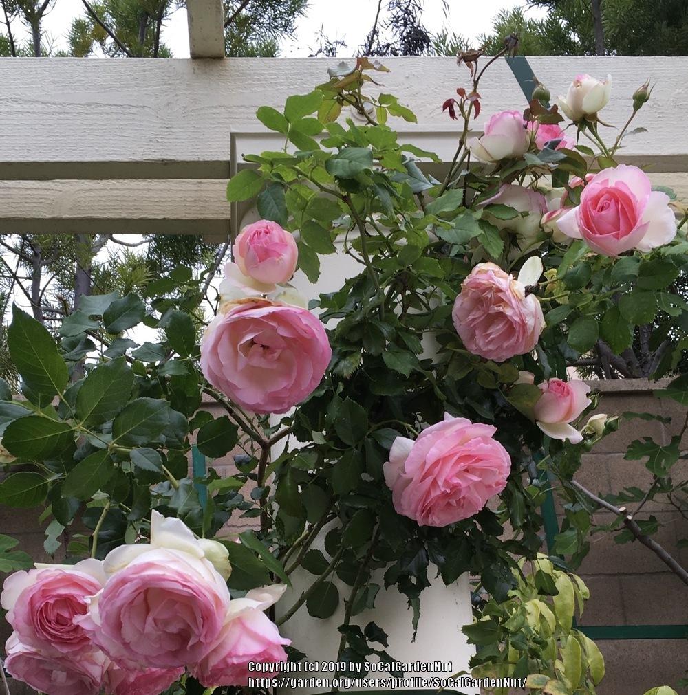 Photo of Rose (Rosa 'Pierre de Ronsard') uploaded by SoCalGardenNut