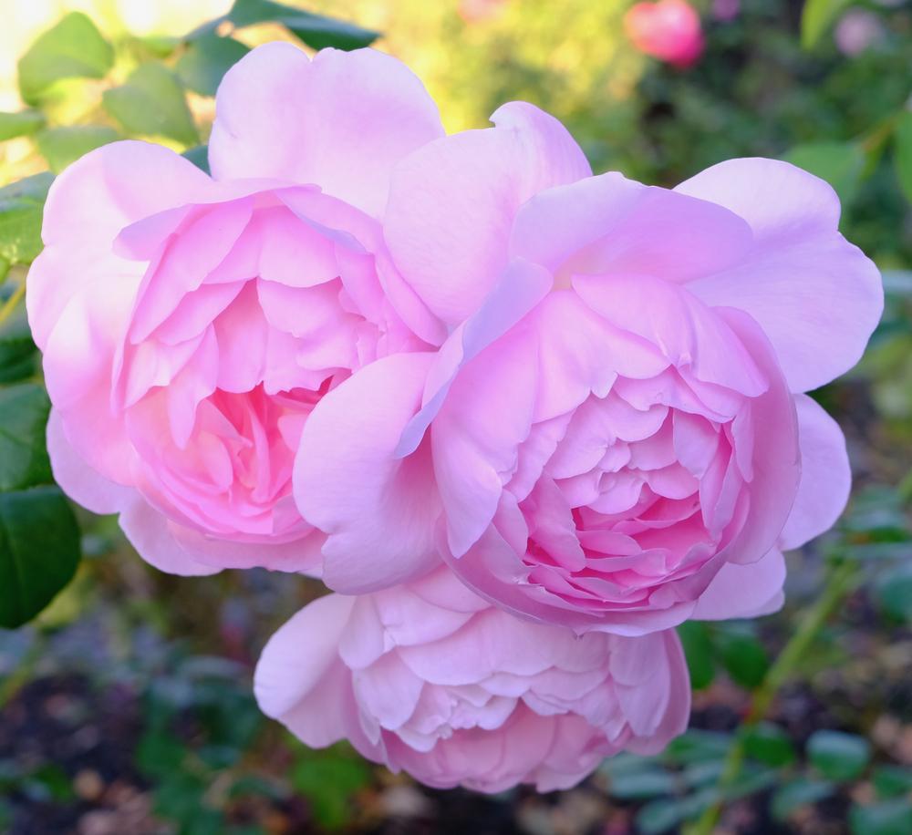 Photo of Rose (Rosa 'Scepter'd Isle') uploaded by AnnKNCalif