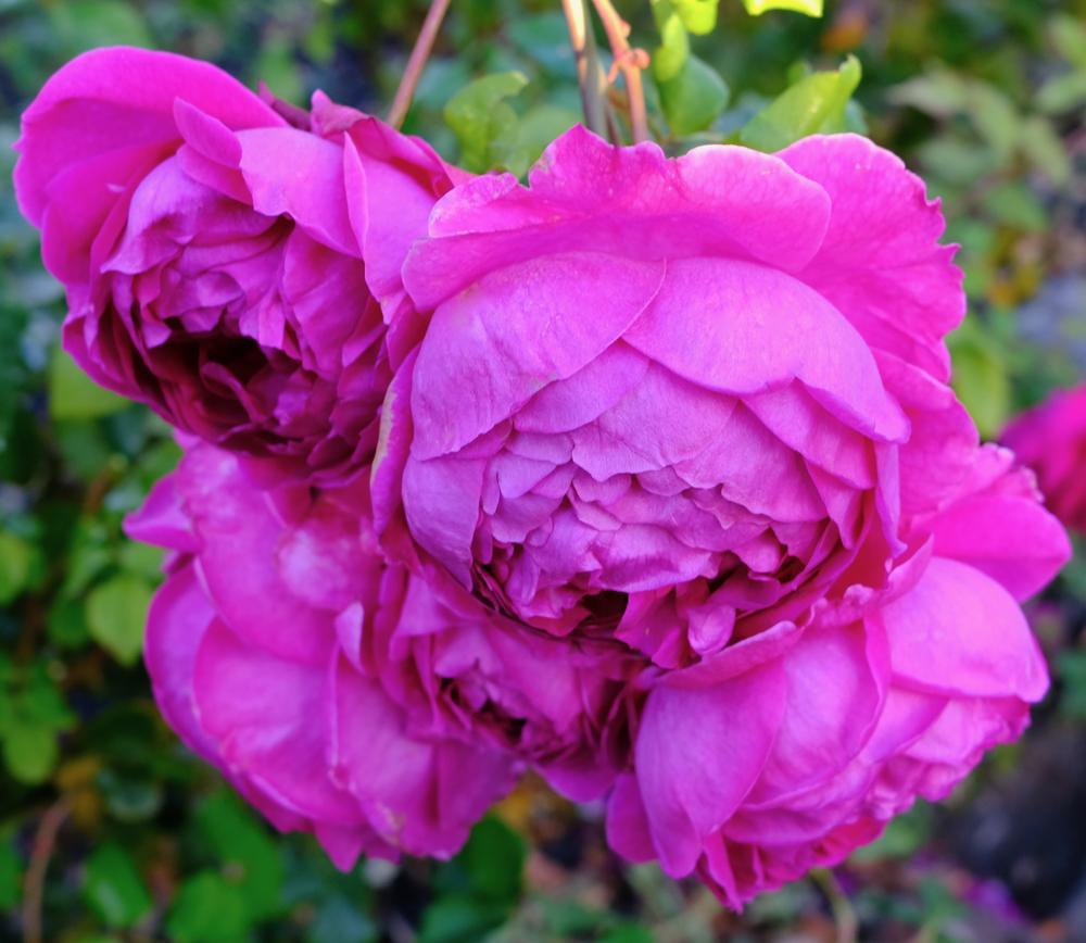 Photo of Rose (Rosa 'Young Lycidas') uploaded by AnnKNCalif