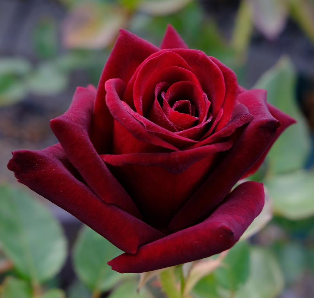 Photo of Rose (Rosa 'Black Baccara') uploaded by AnnKNCalif