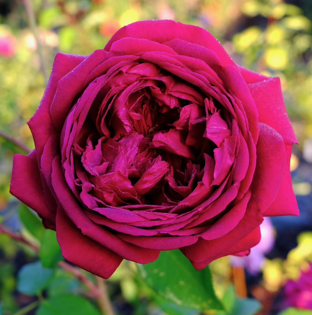 Photo of Rose (Rosa 'William Shakespeare 2000') uploaded by AnnKNCalif