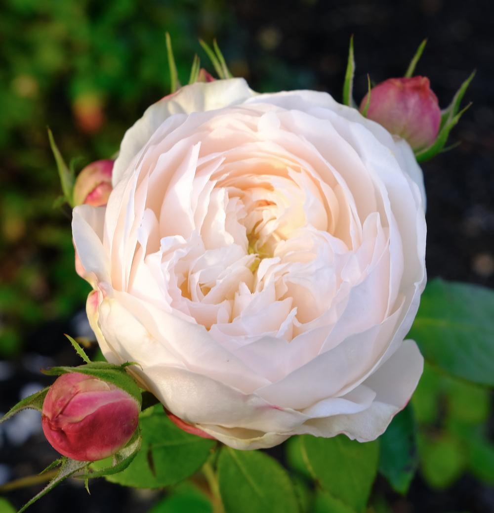 Photo of Rose (Rosa 'Fair Bianca') uploaded by AnnKNCalif