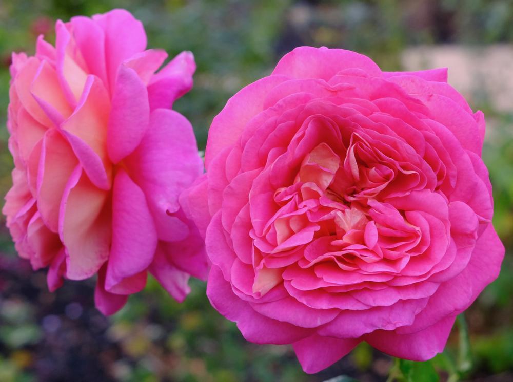 Photo of Rose (Rosa 'Christopher Marlowe') uploaded by AnnKNCalif