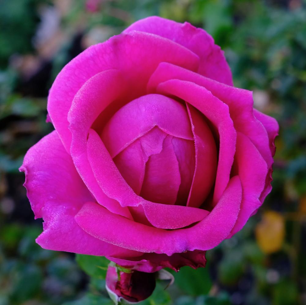 Photo of Rose (Rosa 'Young Lycidas') uploaded by AnnKNCalif