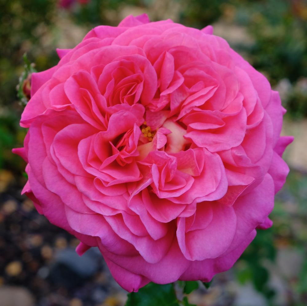 Photo of Rose (Rosa 'Christopher Marlowe') uploaded by AnnKNCalif