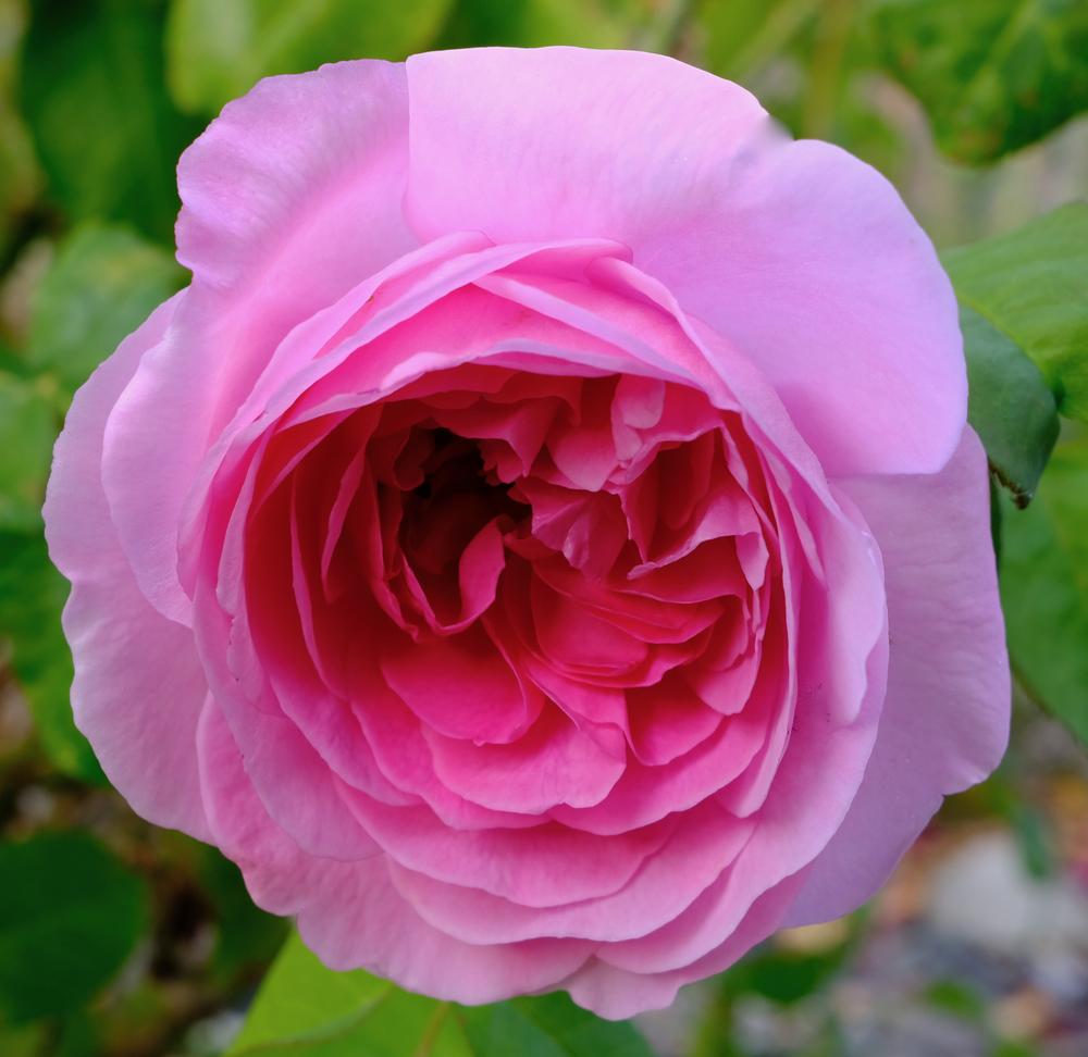 Photo of Rose (Rosa 'Gertrude Jekyll') uploaded by AnnKNCalif