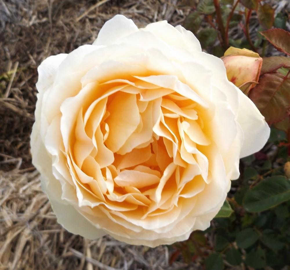 Photo of Rose (Rosa 'Jude the Obscure') uploaded by LolaTasmania