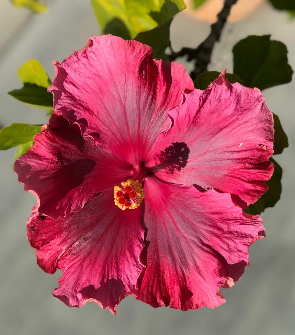 Photo of Hibiscus uploaded by succulentlife