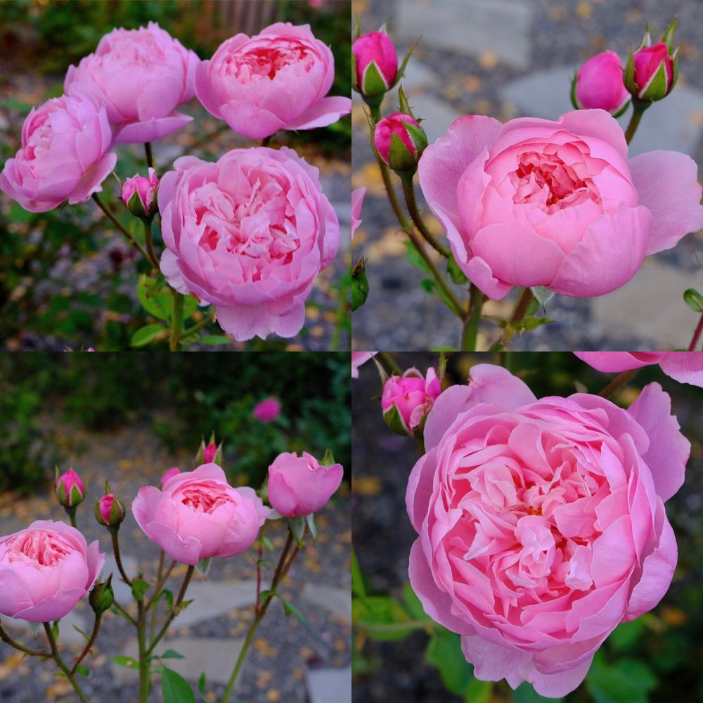 Photo of Rose (Rosa 'Alnwick Castle') uploaded by AnnKNCalif