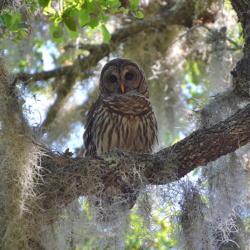 Location: Lake Kissimmee State Park, FL zone 9b
Date: 2019-03-25
Barred Owl camouflaged by Spanish Moss in Oak tree.