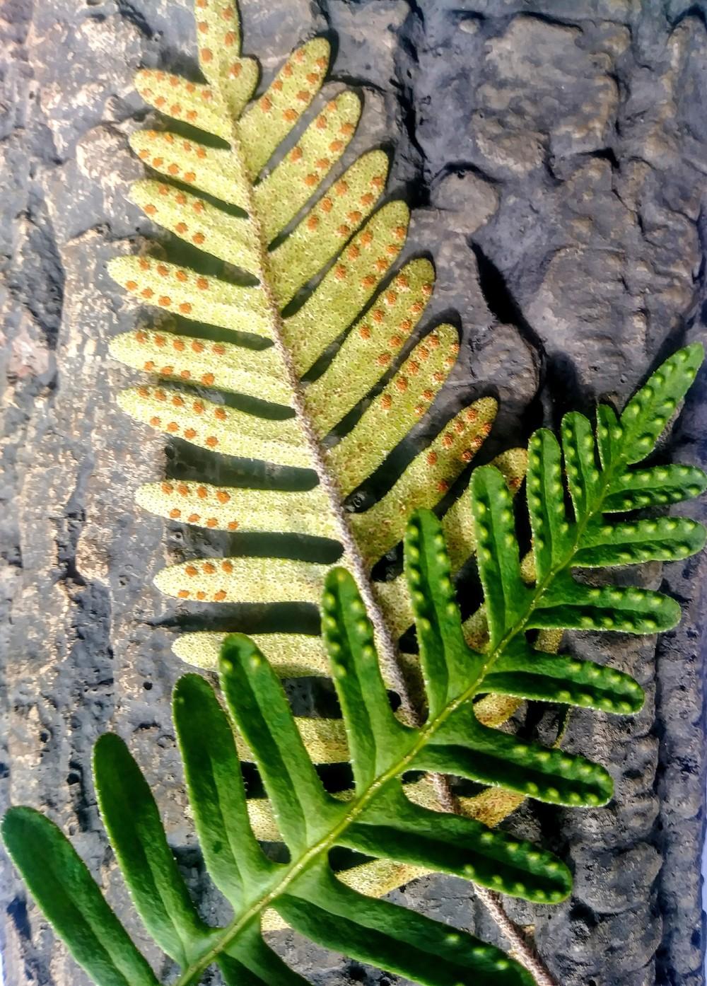 Photo of Resurrection Fern (Pleopeltis polypodioides) uploaded by ScotTi