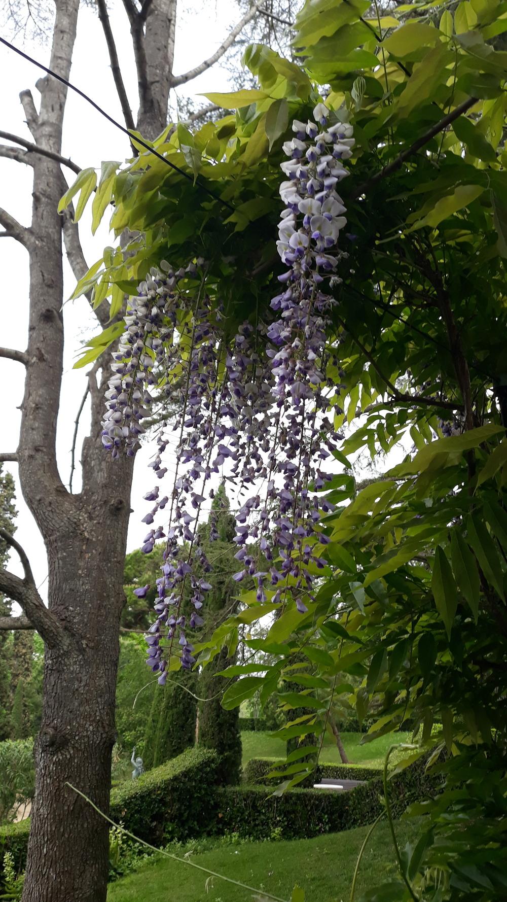 Photo of Wisterias (Wisteria) uploaded by skopjecollection