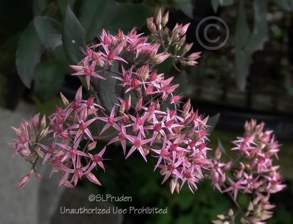 Photo of Stonecrop (Hylotelephium 'Cloud Walker') uploaded by DaylilySLP