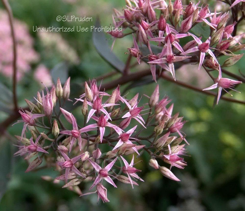 Photo of Stonecrop (Hylotelephium 'Cloud Walker') uploaded by DaylilySLP