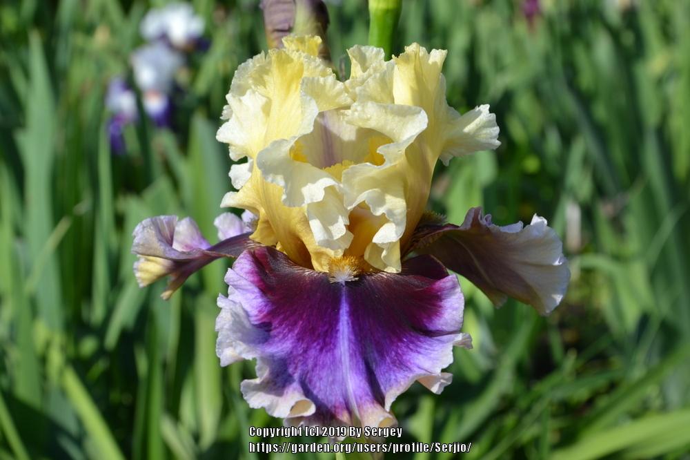 Photo of Tall Bearded Iris (Iris 'Carnival Capers') uploaded by Serjio