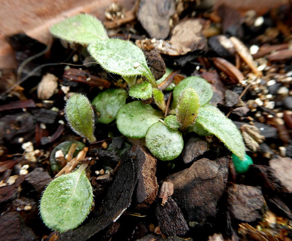 Photo of Wild Quinine (Parthenium integrifolium) uploaded by wildflowers