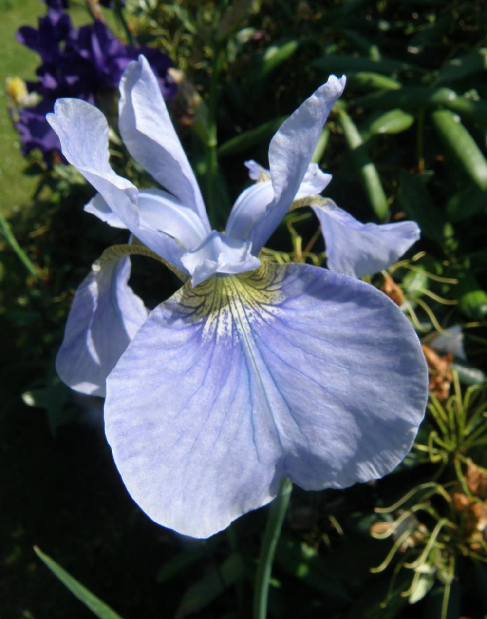 Photo of Siberian Iris (Iris 'Soft Blue') uploaded by IrisLilli