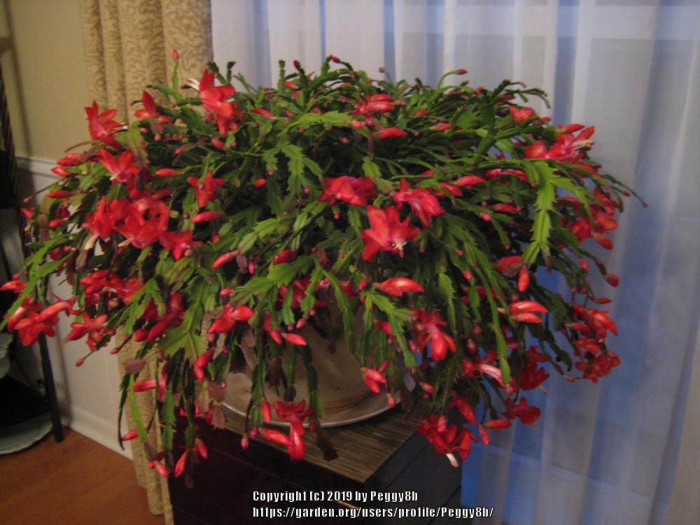 Photo of Christmas Cactus (Schlumbergera truncata) uploaded by Peggy8b