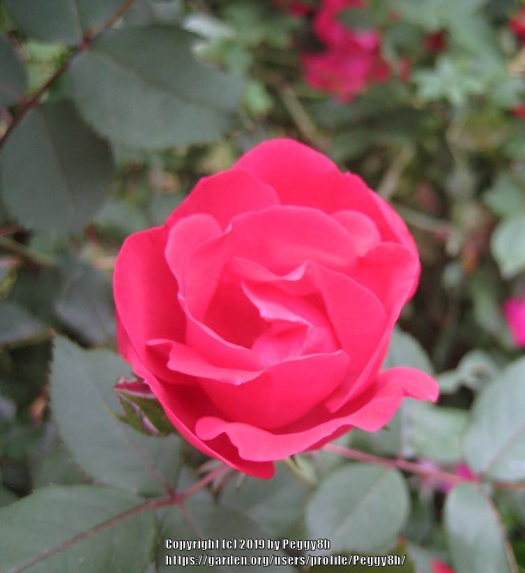Photo of Rose (Rosa 'Double Knock Out') uploaded by Peggy8b